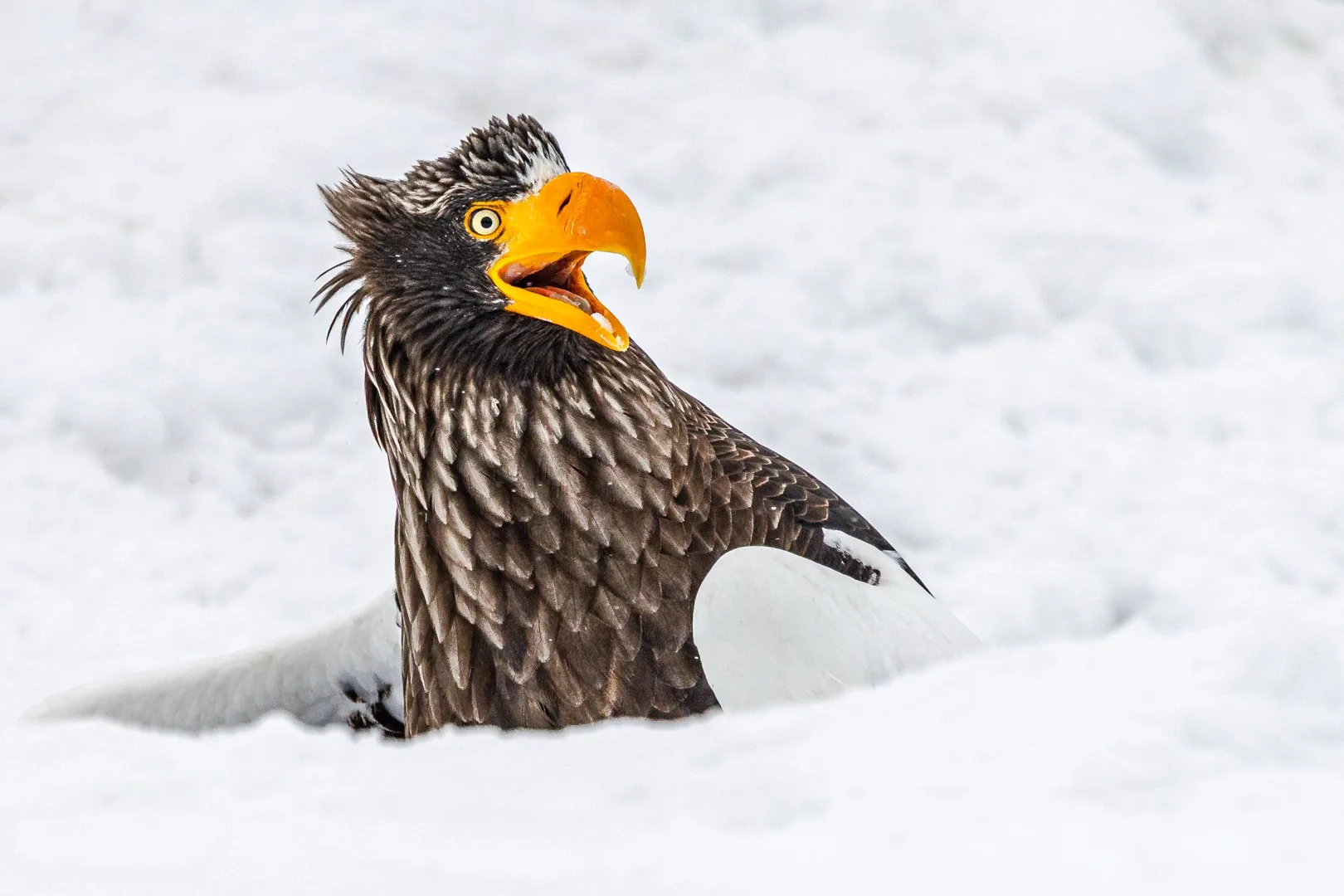 Od gorile koja pleše do patke koja puši: pogledajte svih 40 finalista Nikon Comedy Wildlife Awards 2025