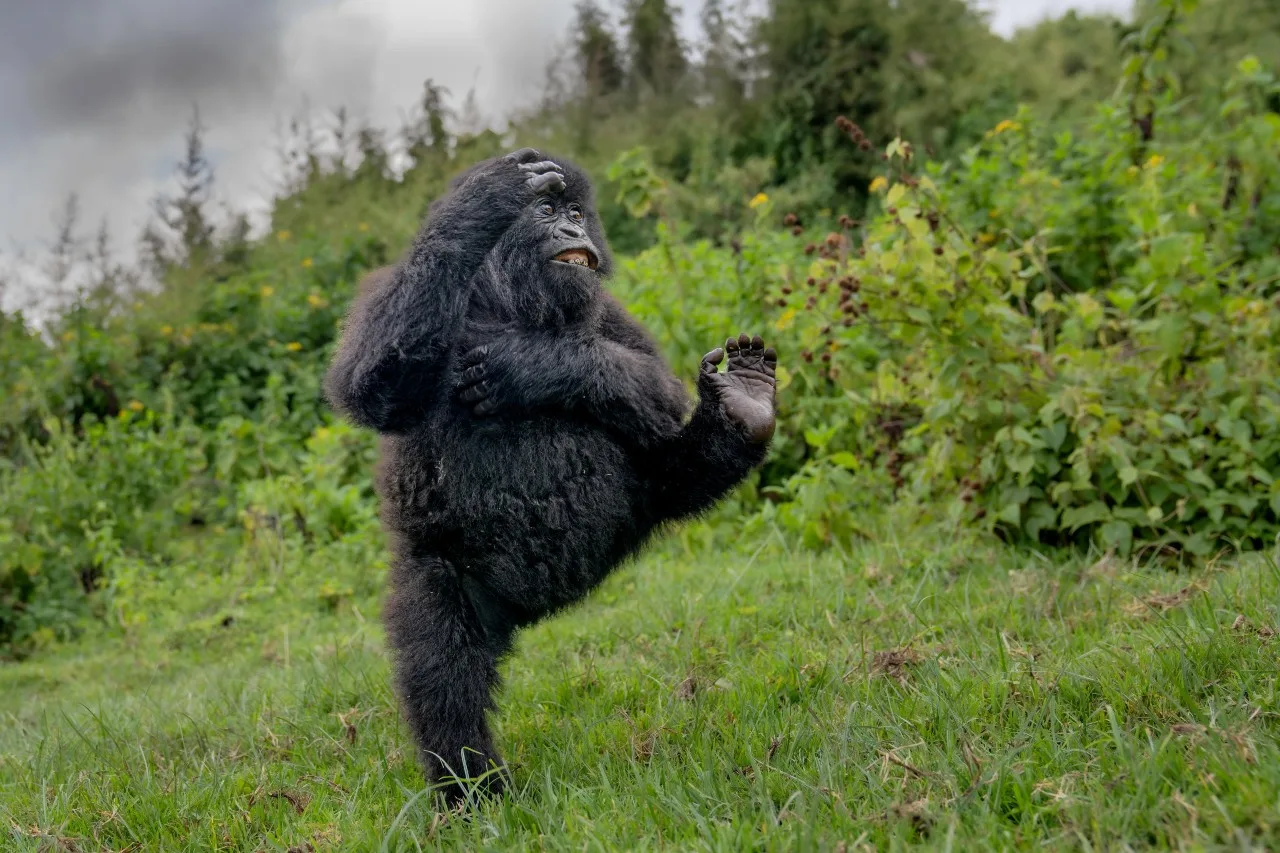 Mark Meth Cohn/Nikon Comedy Wildlife