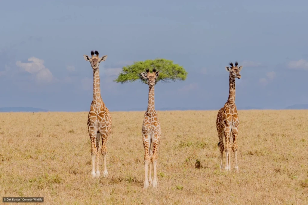 Nikon Comedy Wildlife Awards 2026: finalisti i najsmješnije fotografije životinja
