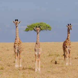 &bdquo;The different one&ldquo;, Dirk Koster, finalist Nikon Comedy Wildlife Awards 2026