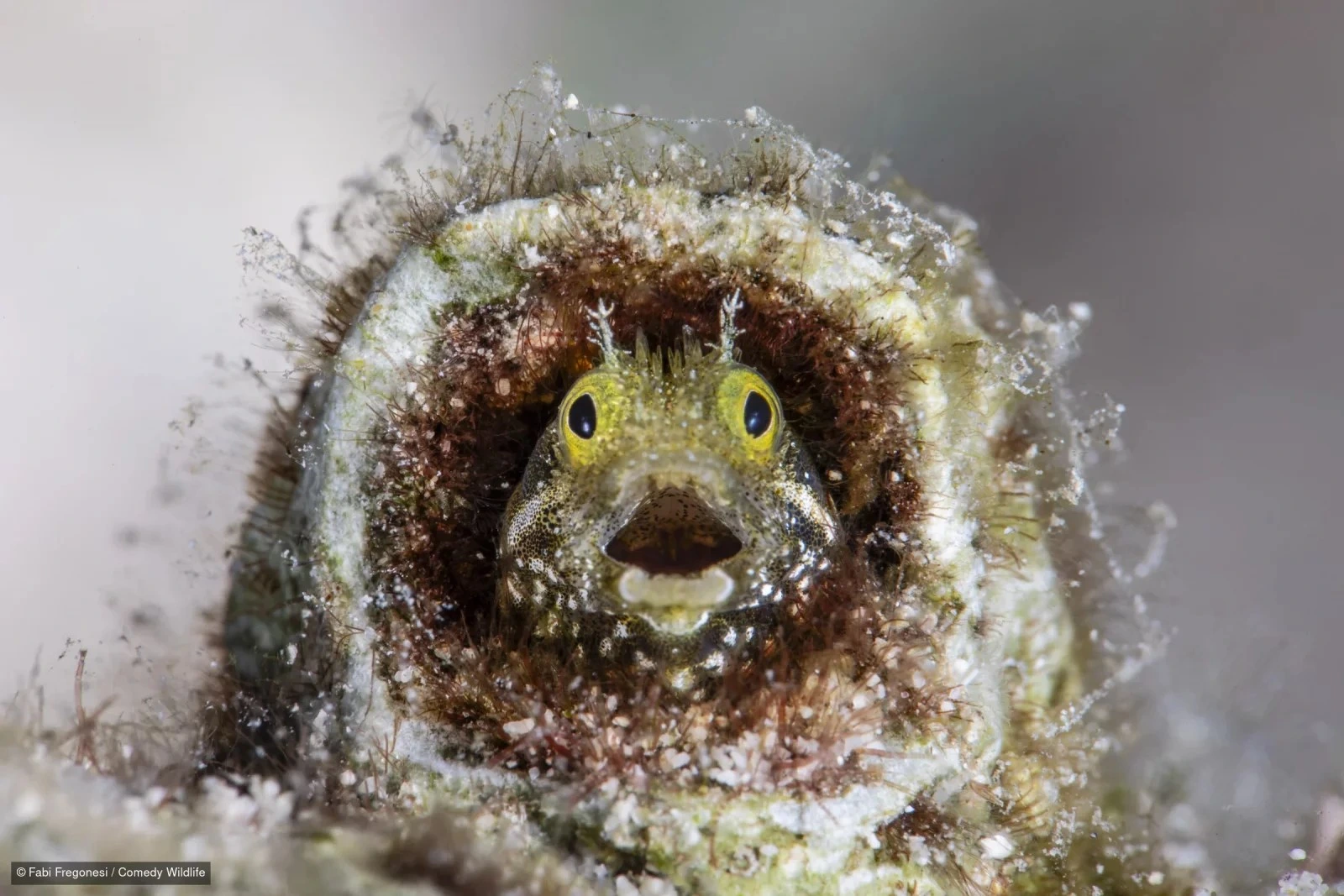 Slingurka otvorenih usta u cjevčici na grebenu, &bdquo;Did I sleep past my alarm?&ldquo;, Fabi Fregonesi, finalist Nikon Comedy Wildlife Awards 2026