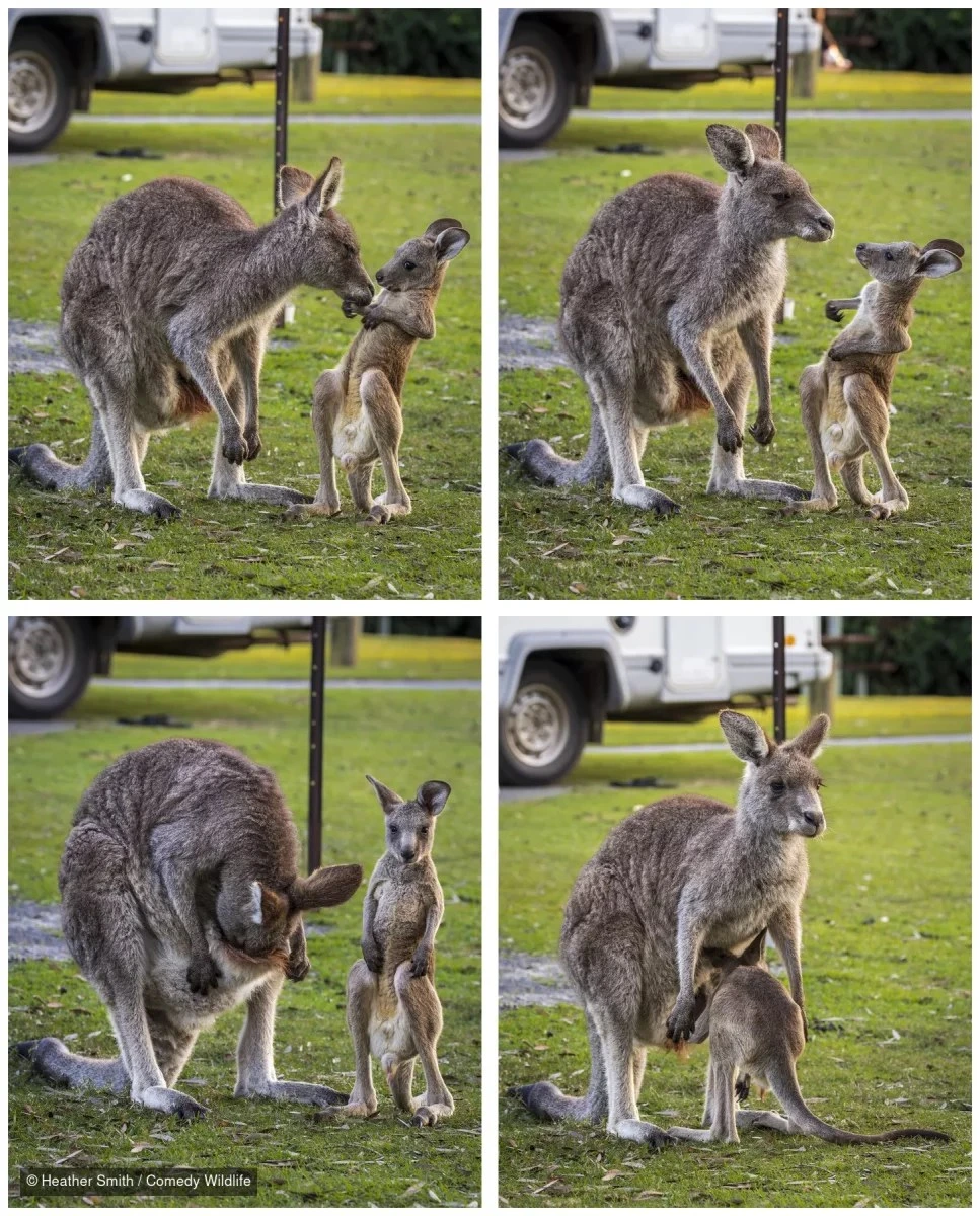 Istočni sivi klokani u kampu, &bdquo;Mischief&ldquo;, Heather Smith, finalist Nikon Comedy Wildlife Awards 2026