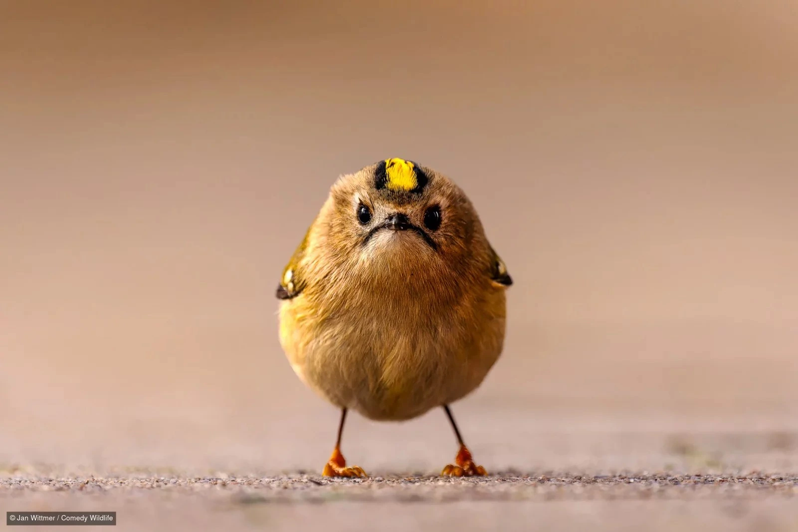 Zlatoglavi kraljić gleda u objektiv, &bdquo;Angry Bird&ldquo;, Jan Wittmer, finalist Nikon Comedy Wildlife Awards 2026