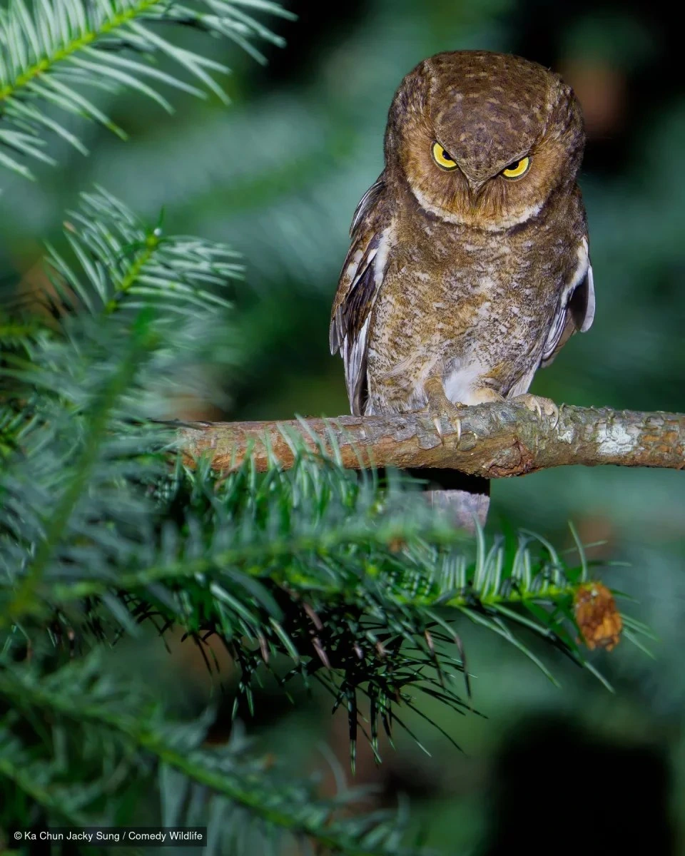 Mala sova na grani noću, &bdquo;Resting Owl Face&ldquo;, Ka Chum Jacky Sung, finalist Nikon Comedy Wildlife Awards 2026
