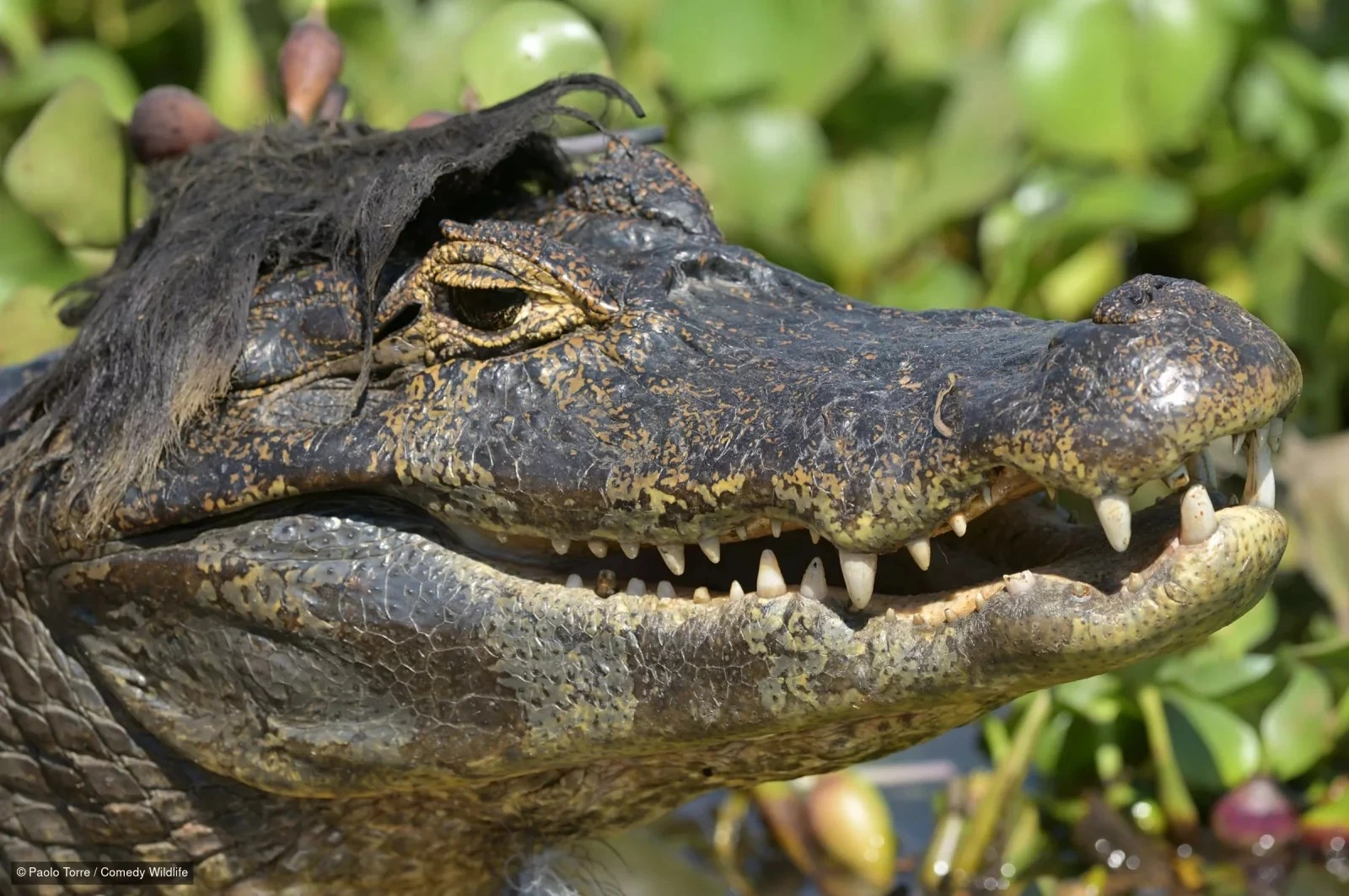 Kajman s vodenim biljem na glavi, &bdquo;Elvis&ldquo;, Paolo Torre, finalist Nikon Comedy Wildlife Awards 2026