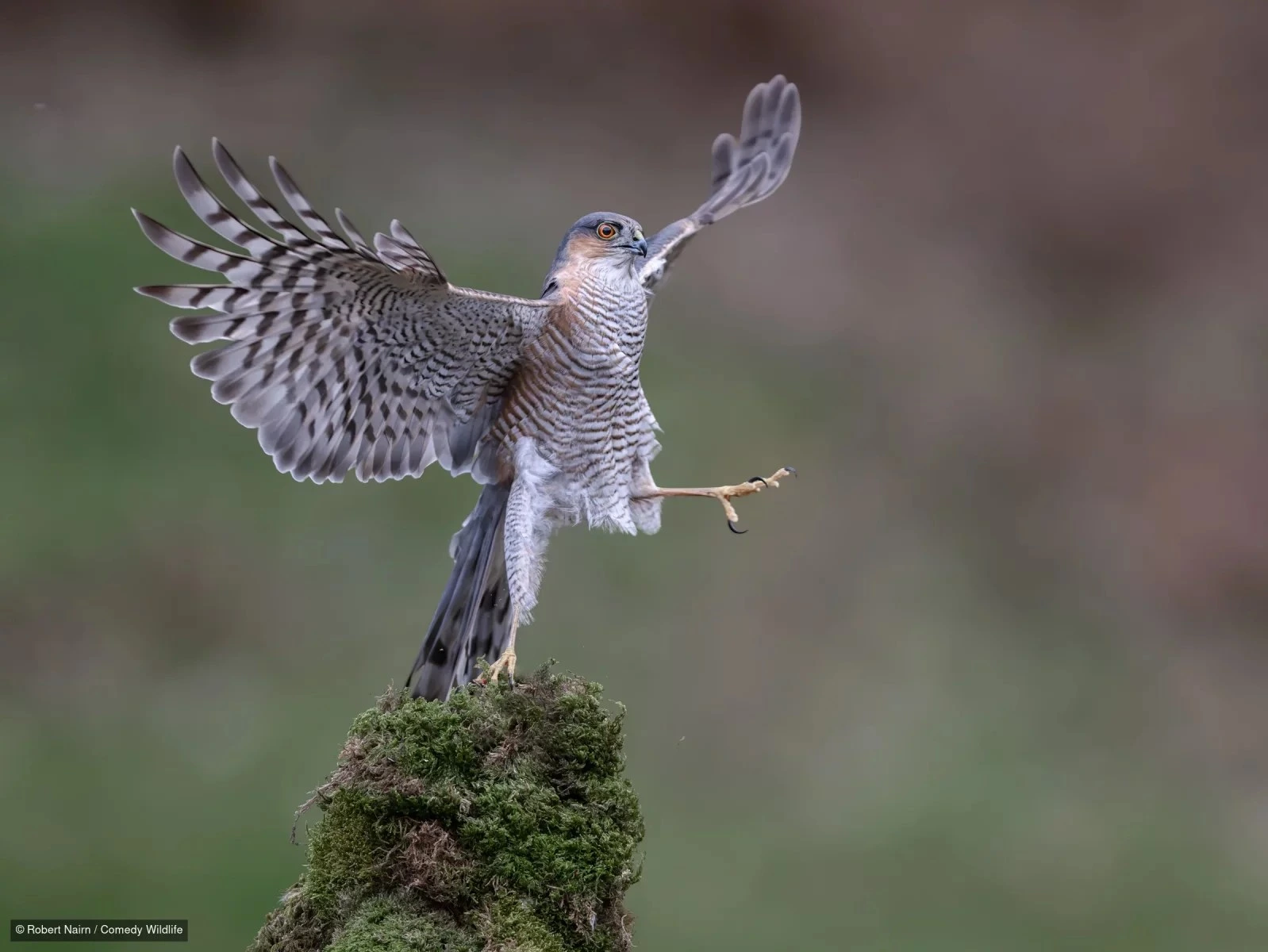 Kobac, &bdquo;Ballet Dancer&ldquo;, Robert Nairn, finalist Nikon Comedy Wildlife Awards 2026